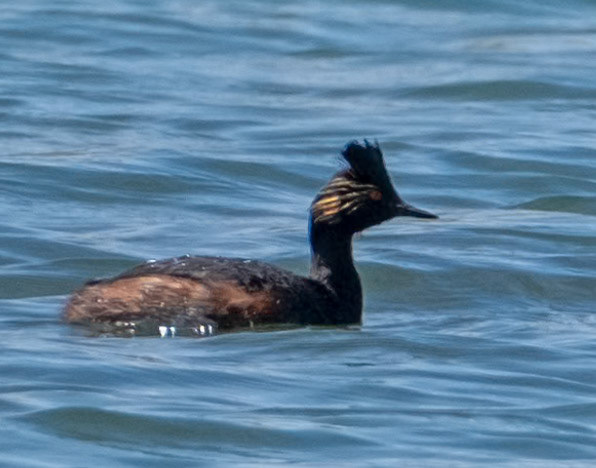 Eared Grebe