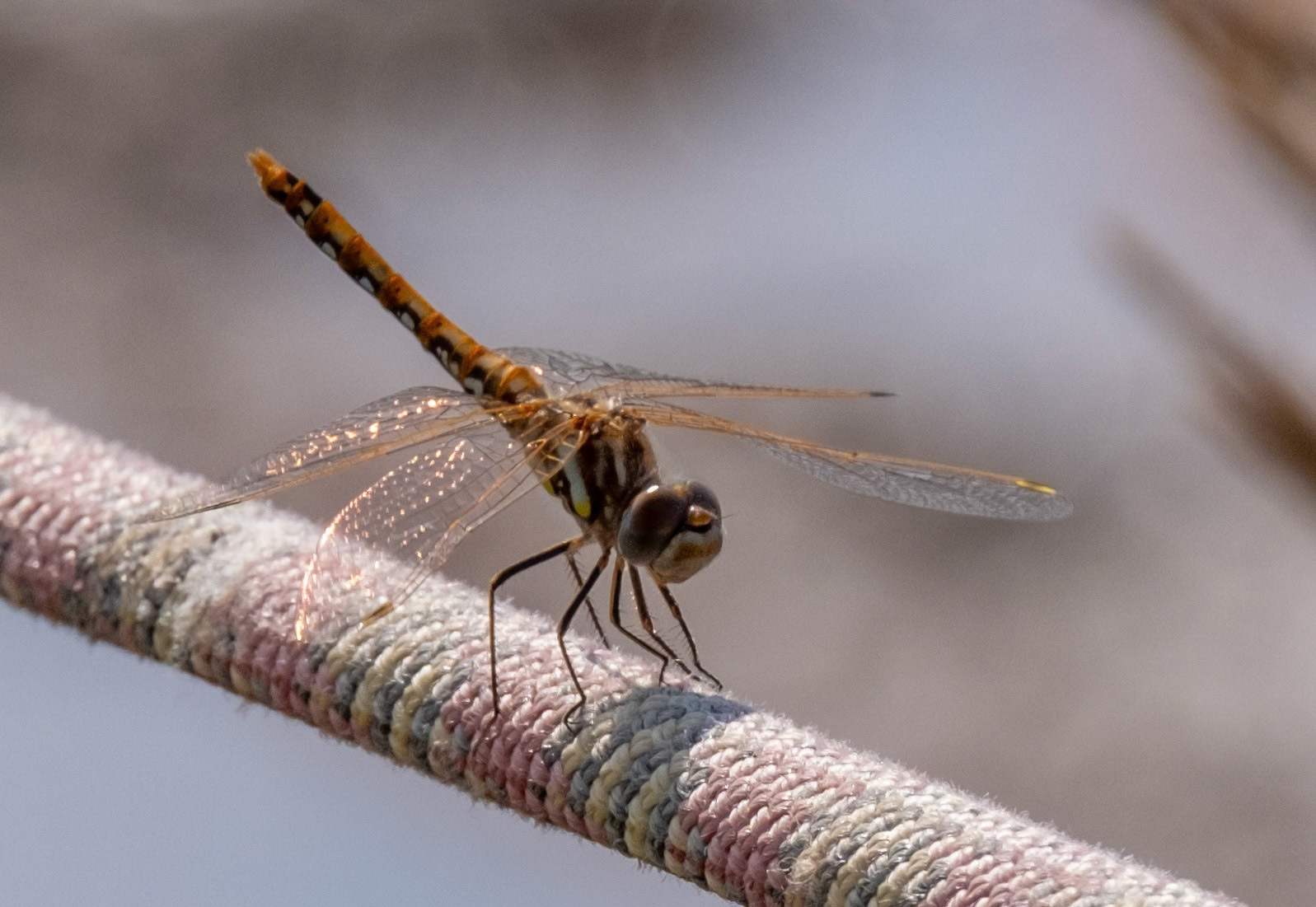 juvenile, Variegated Meadowhawk