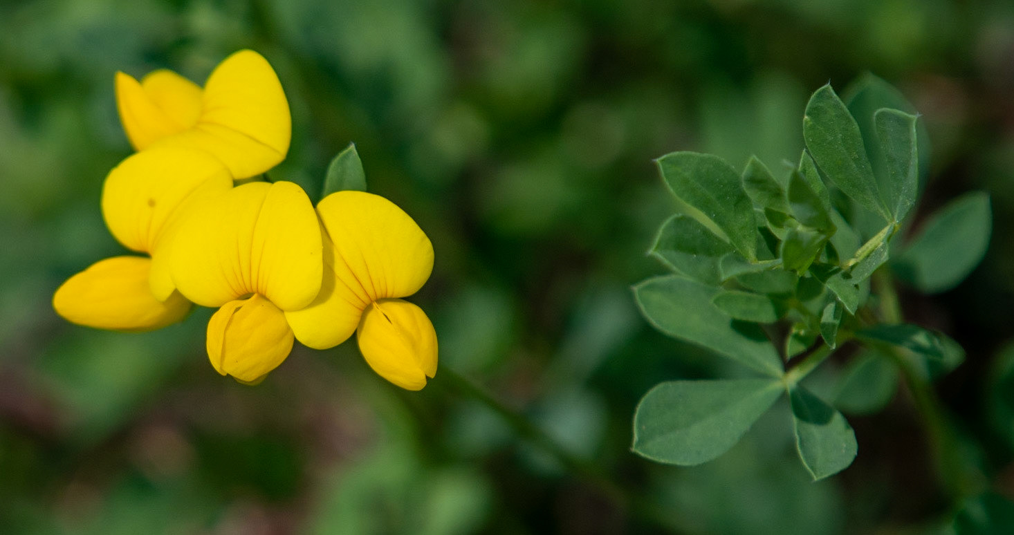 Bird's-foot-trefoil