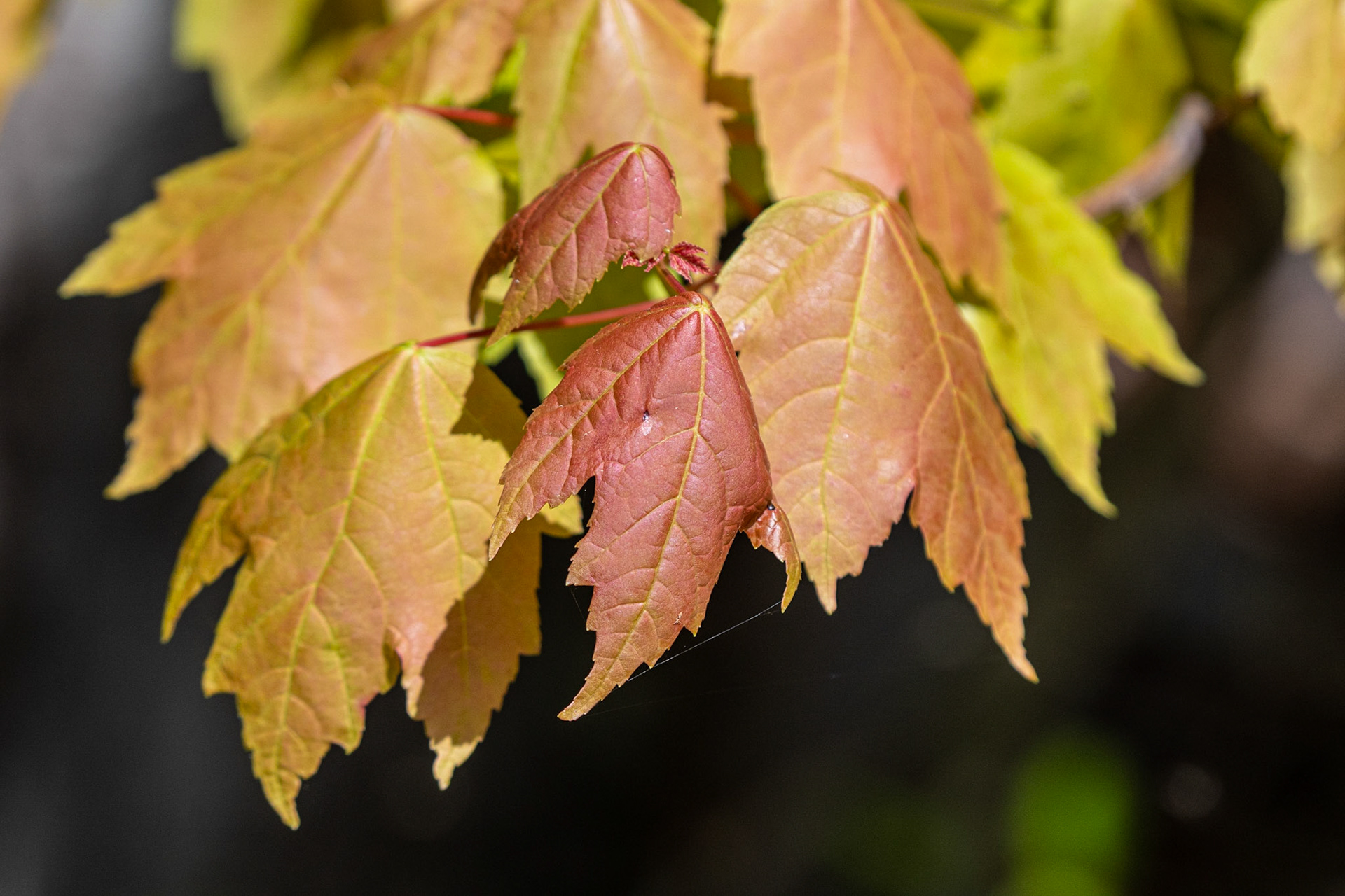 Smith Mountain Lake Community Park, Franklin County