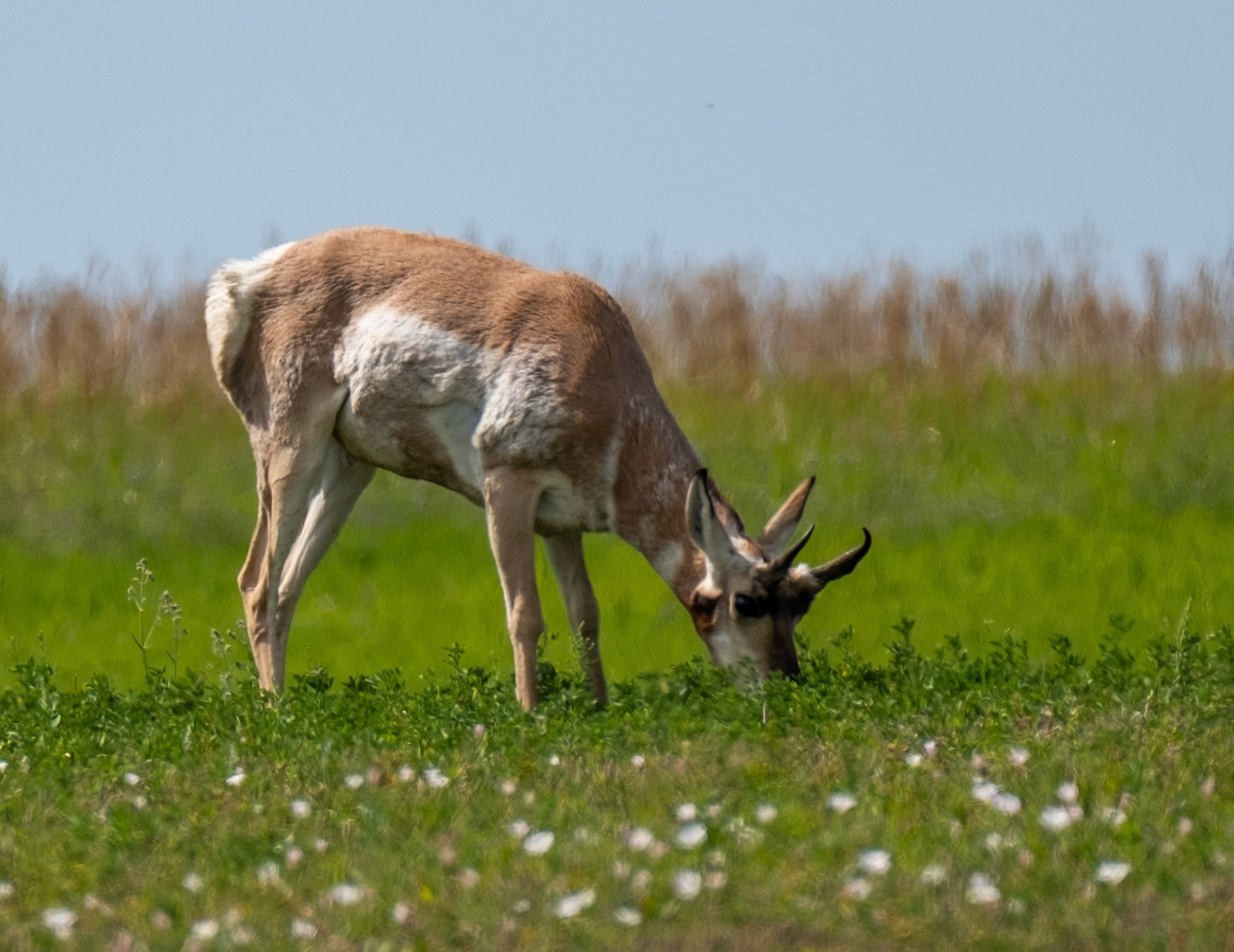 Pronghorn