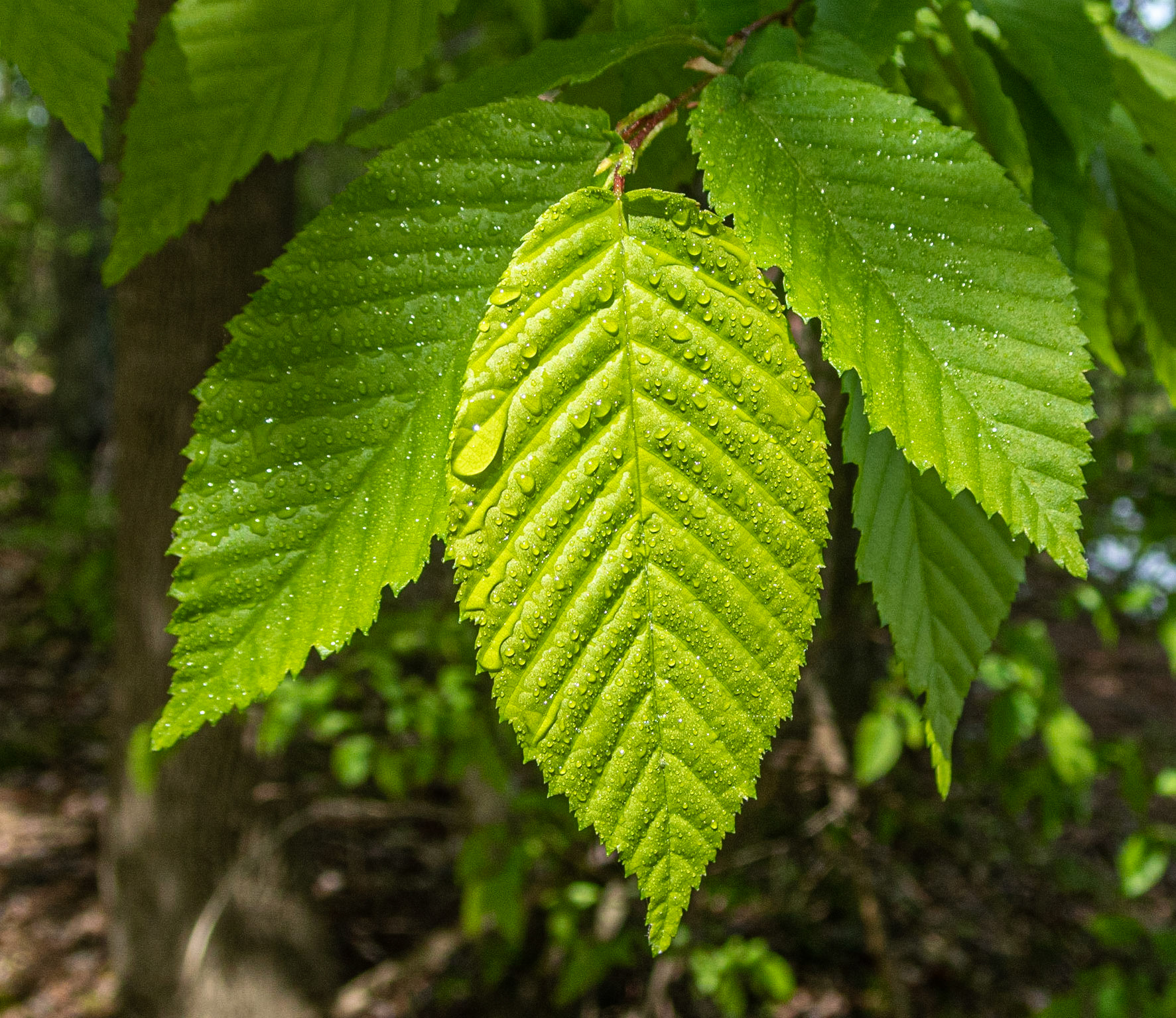 Smith Mountain Lake Community Park, Franklin County