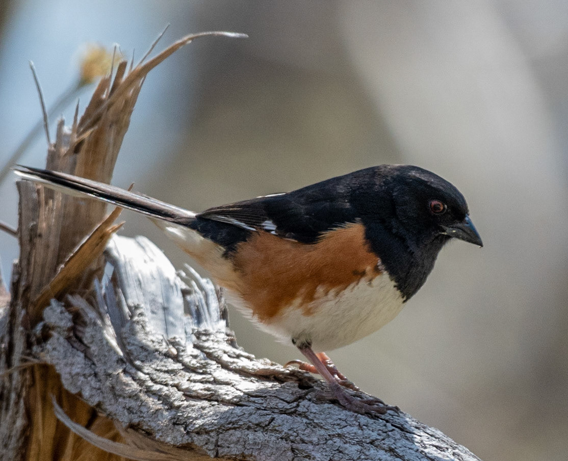 Eastern Towhee (M)