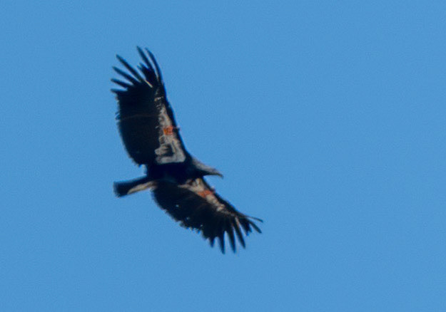 juvenile, California Condor