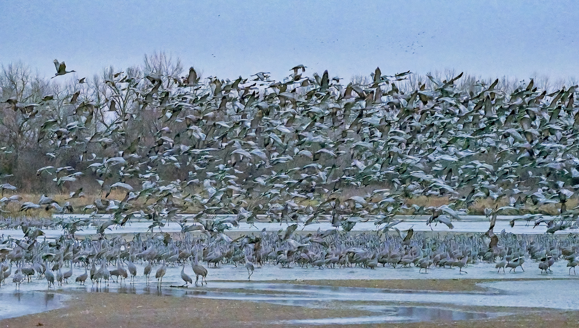 Sandhill Cranes along Platte River at sunrise