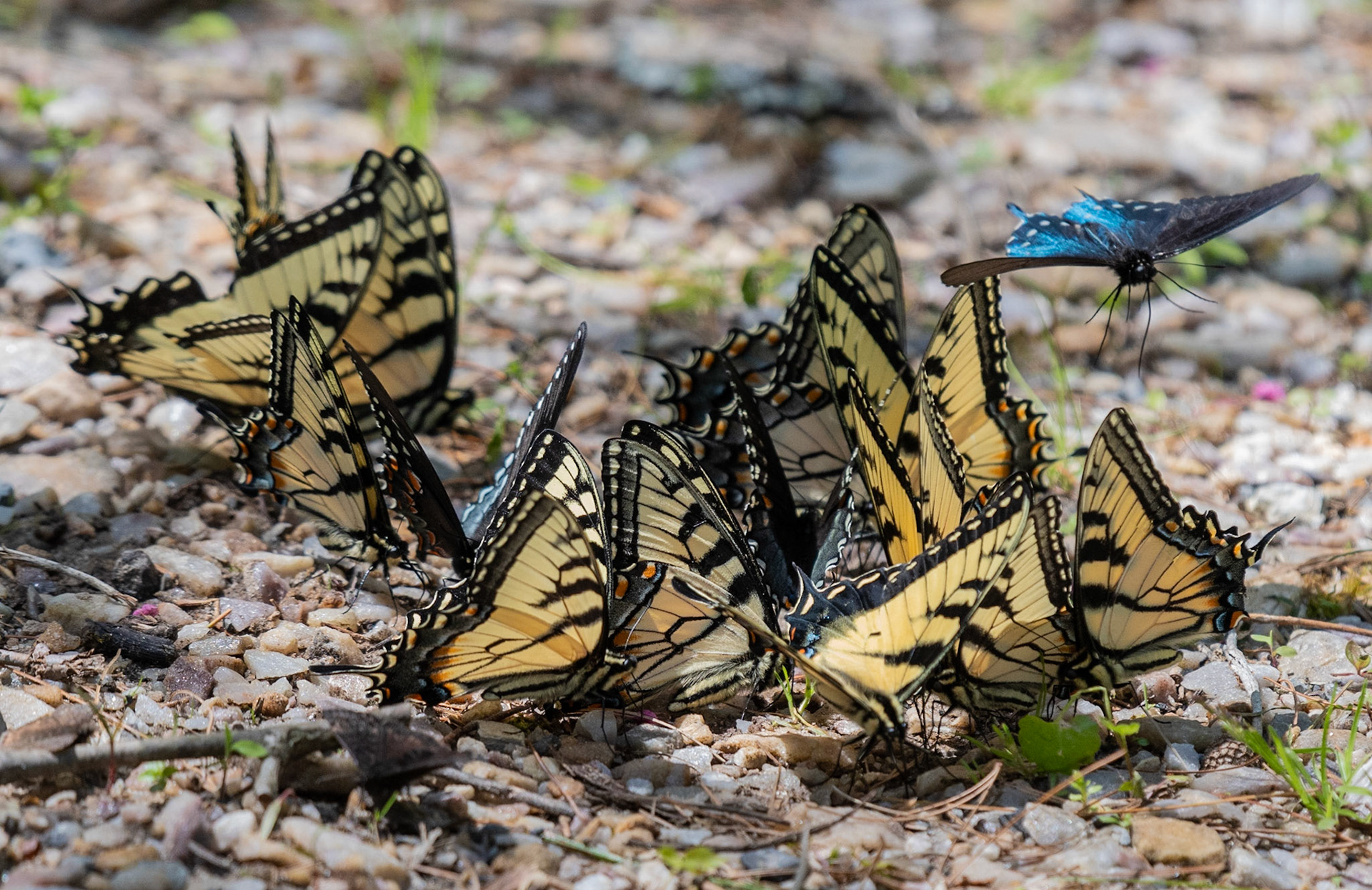 Eastern Tiger Swallowtails with one lonely Pipevine Swallowtail and two Black Swallowtails