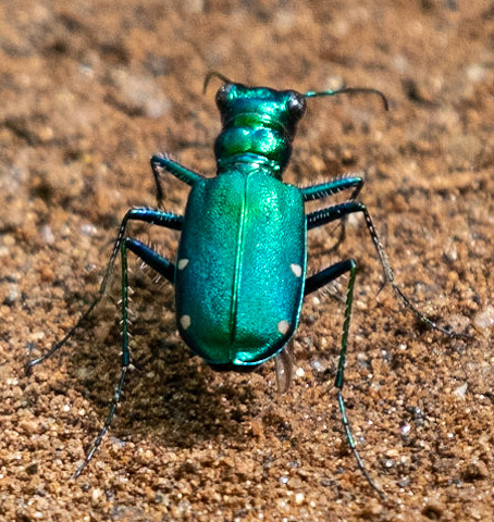 Tiger Beetle