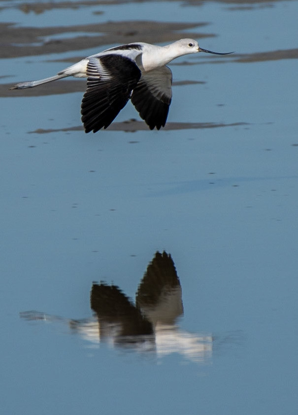 American Avocet