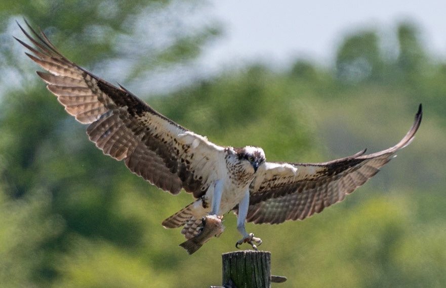 Osprey, Hales Ford Bridge