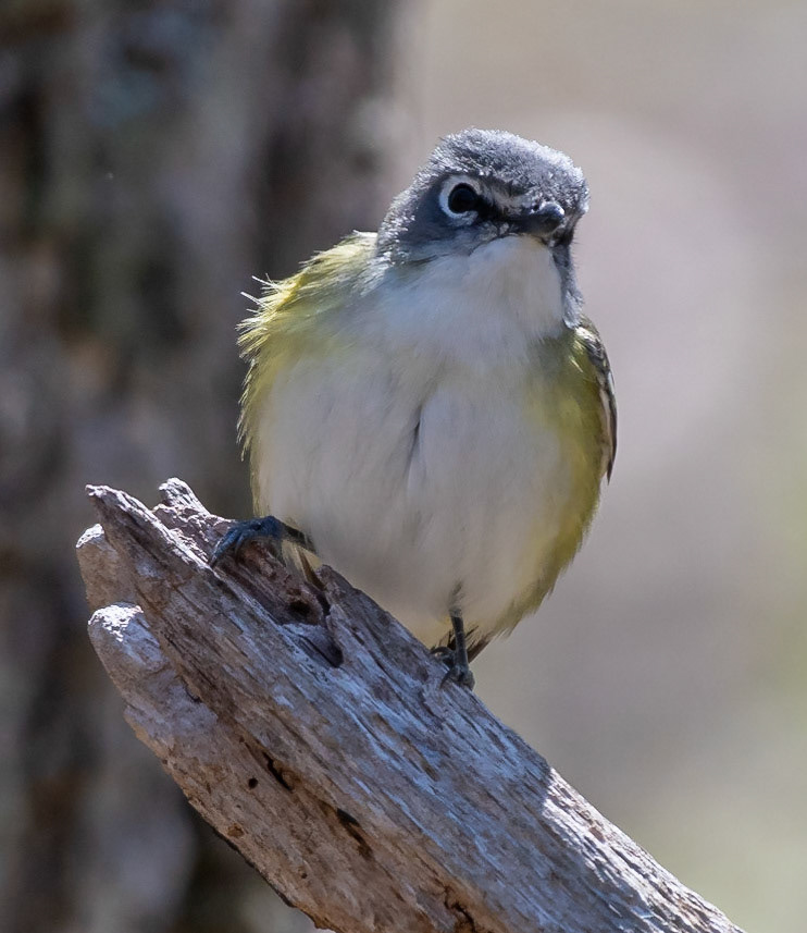 Blue-headed Vireo,  Warbler Road