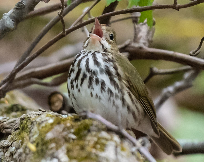 Ovenbird