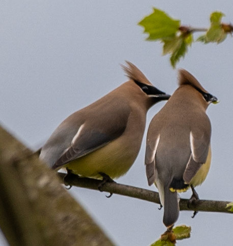 Cedar Waxwings