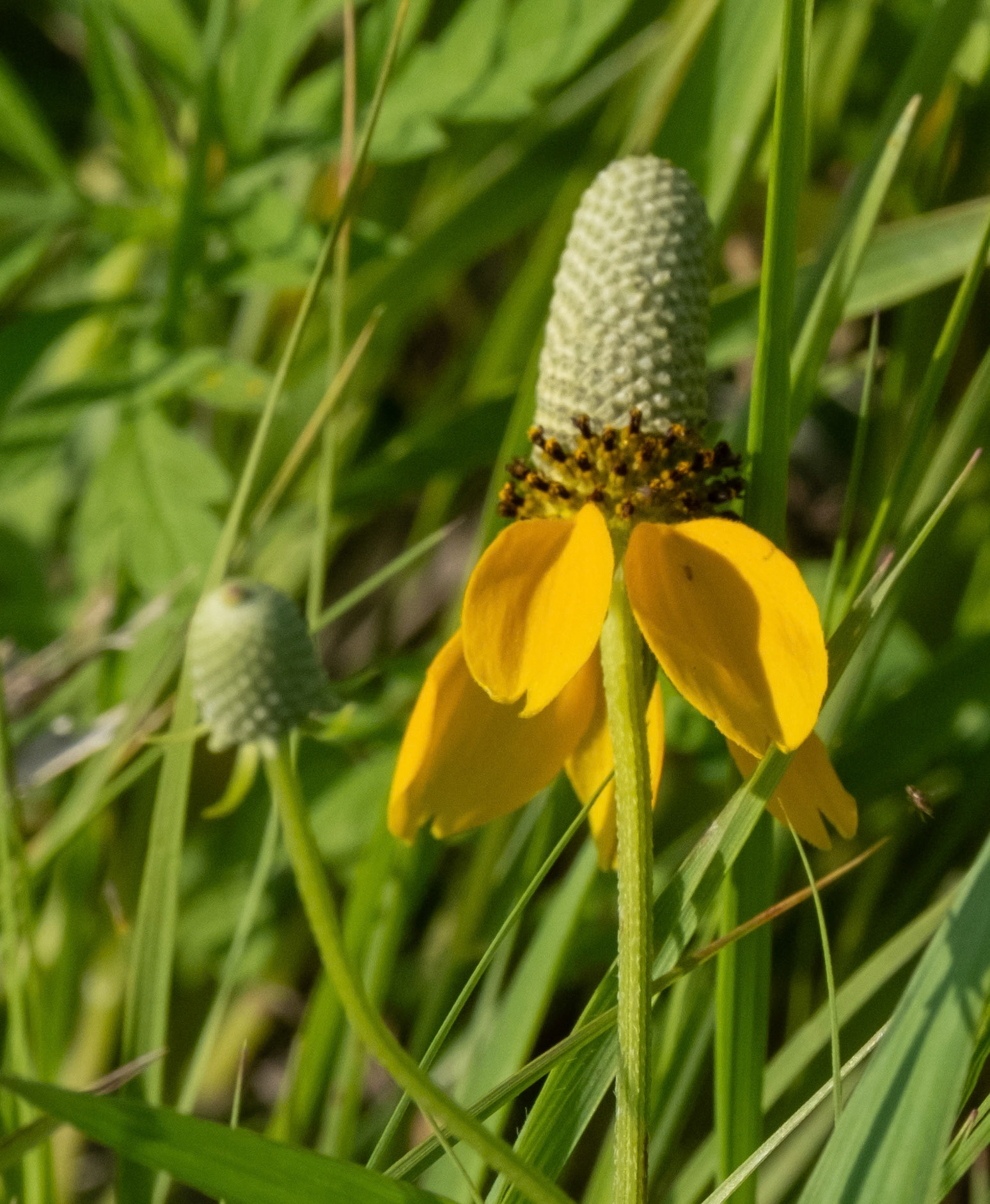 Prairie Coneflower