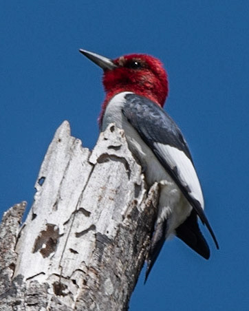 Red-headed Woodpecker