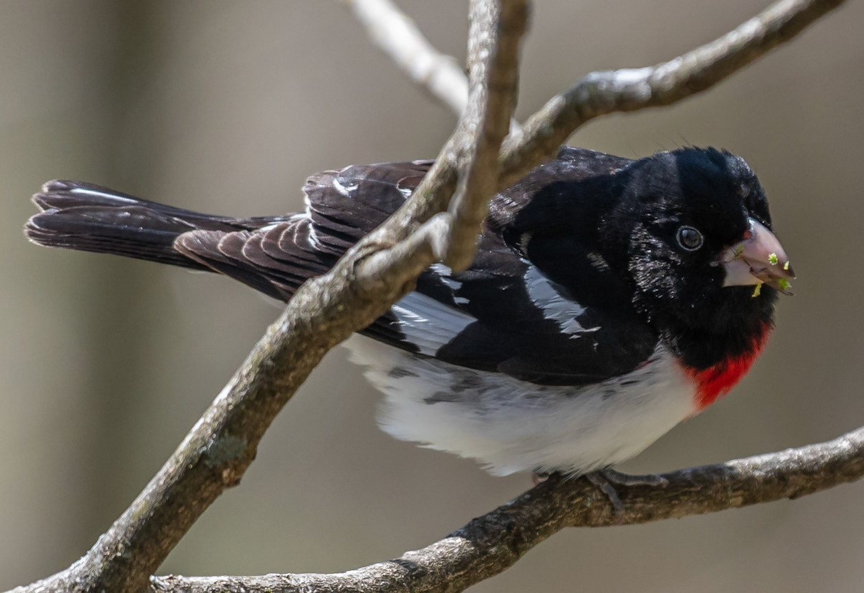 Rose-breasted Grosbeak (M)