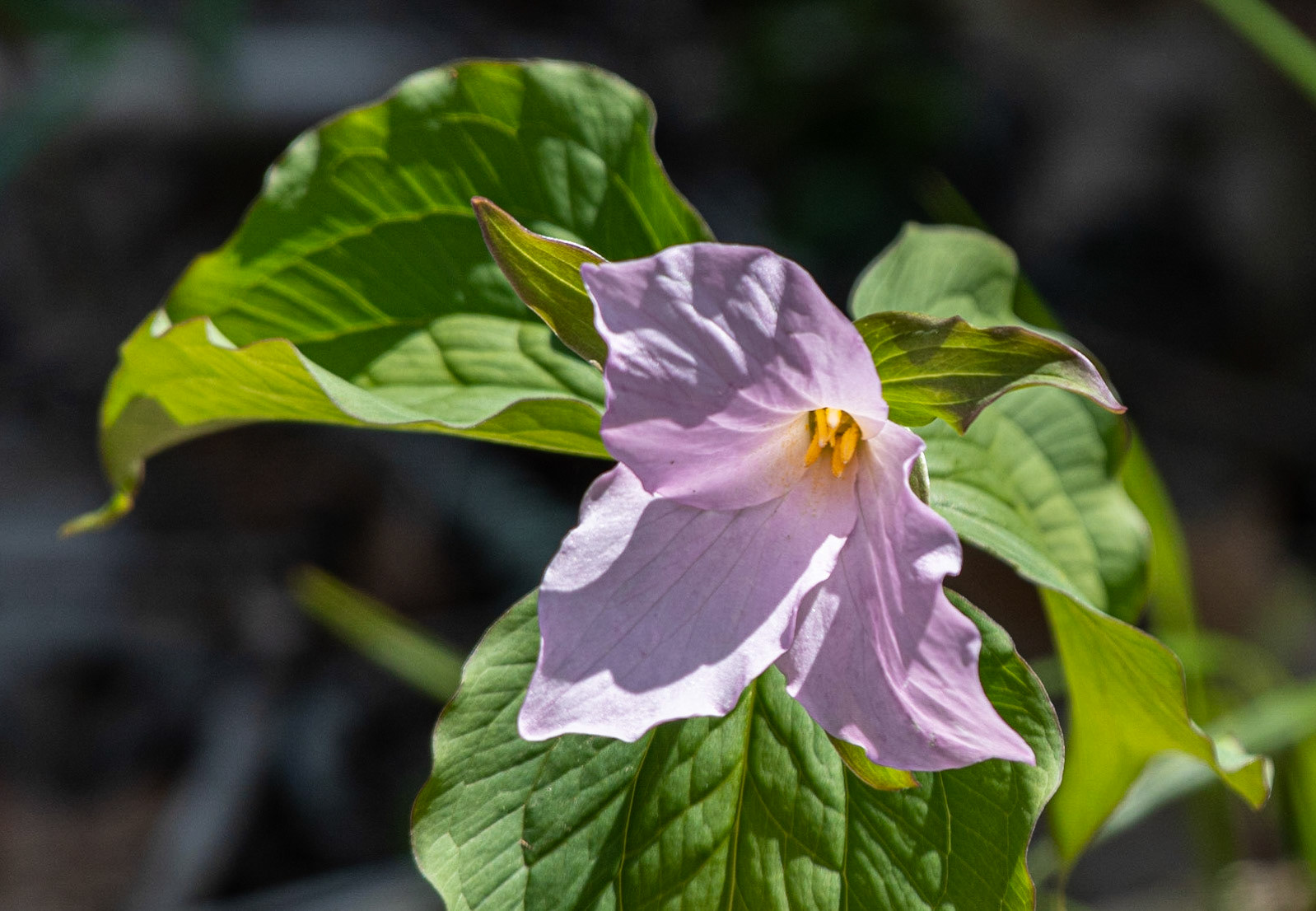 Trillium, Warbler Road