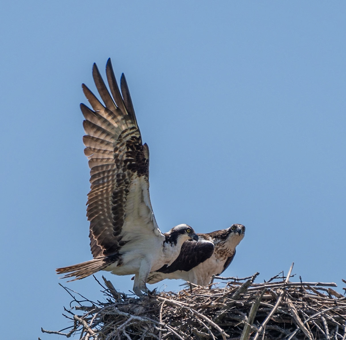 Osprey, Hales Ford Bridge