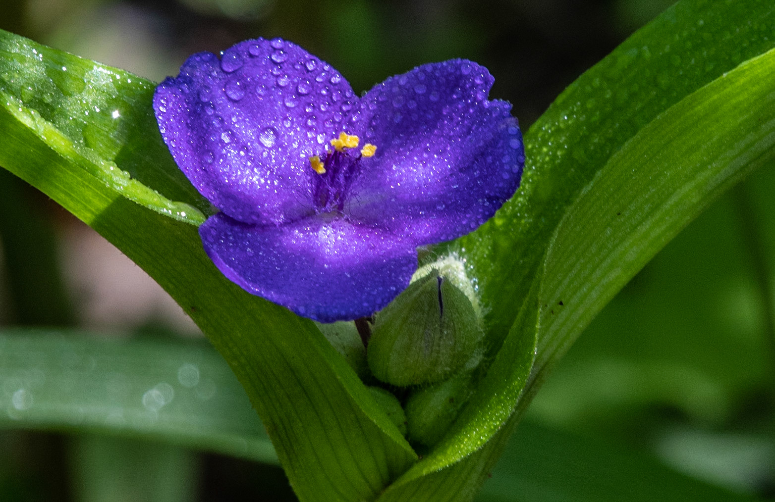 Spiderwort