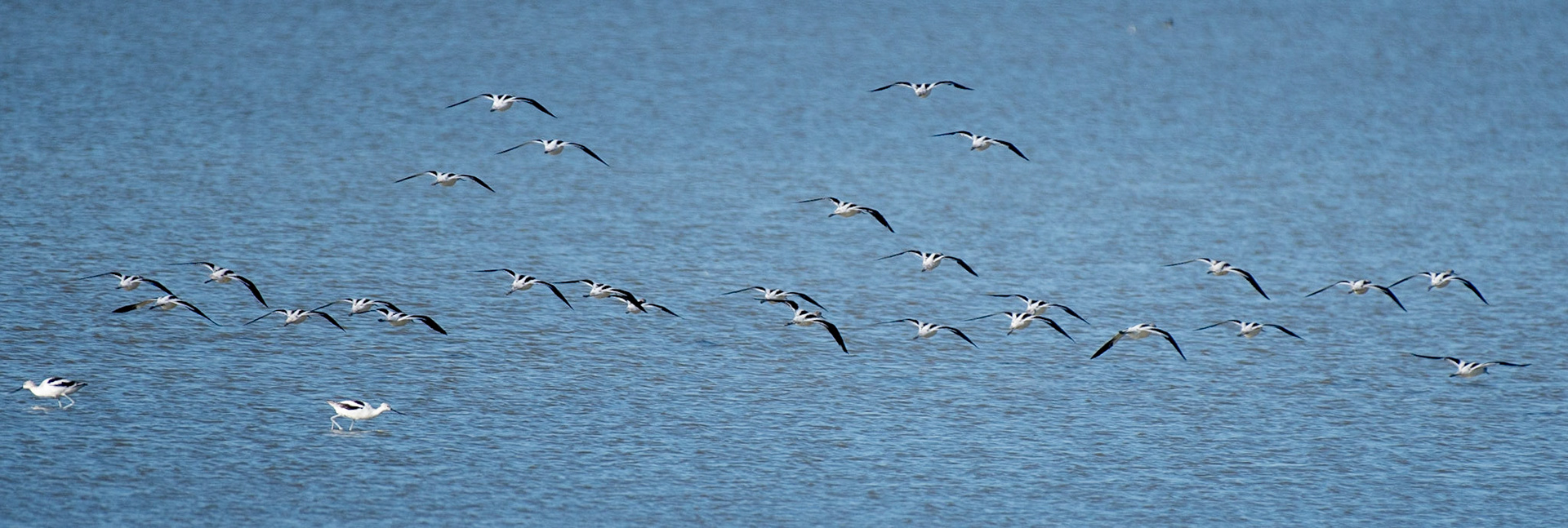 American Avocet