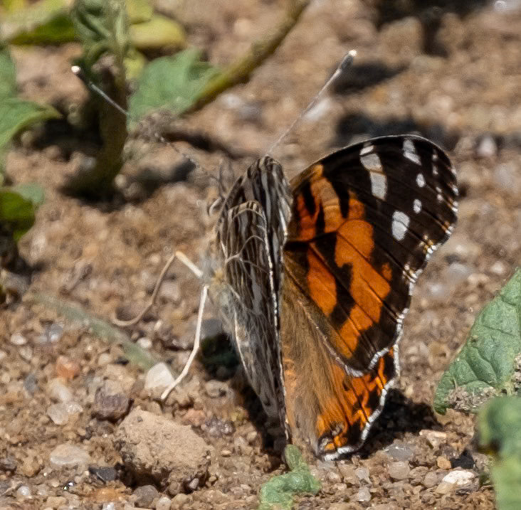 Painted Lady