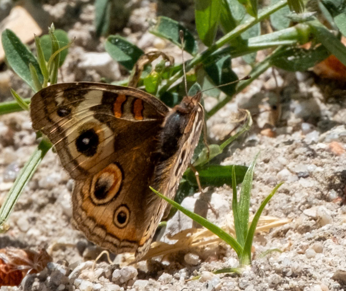Common Buckeye