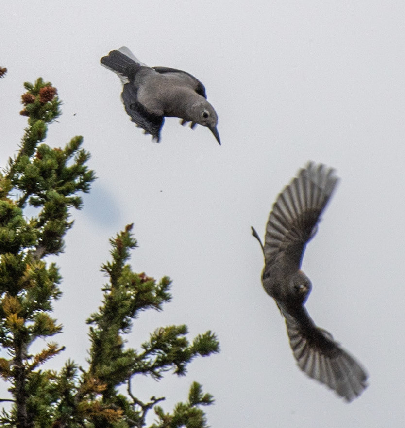Clark's Nutcracker chasing a Robin