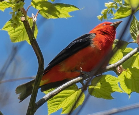 Scarlet Tanager (M), Warbler Road