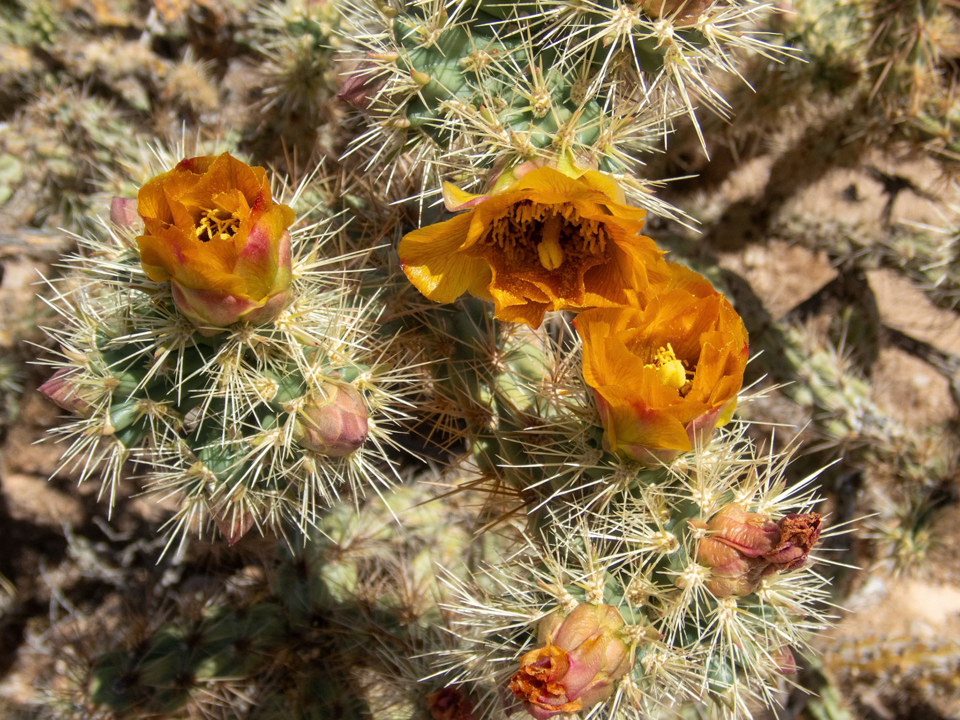 Buckhorn Cholla