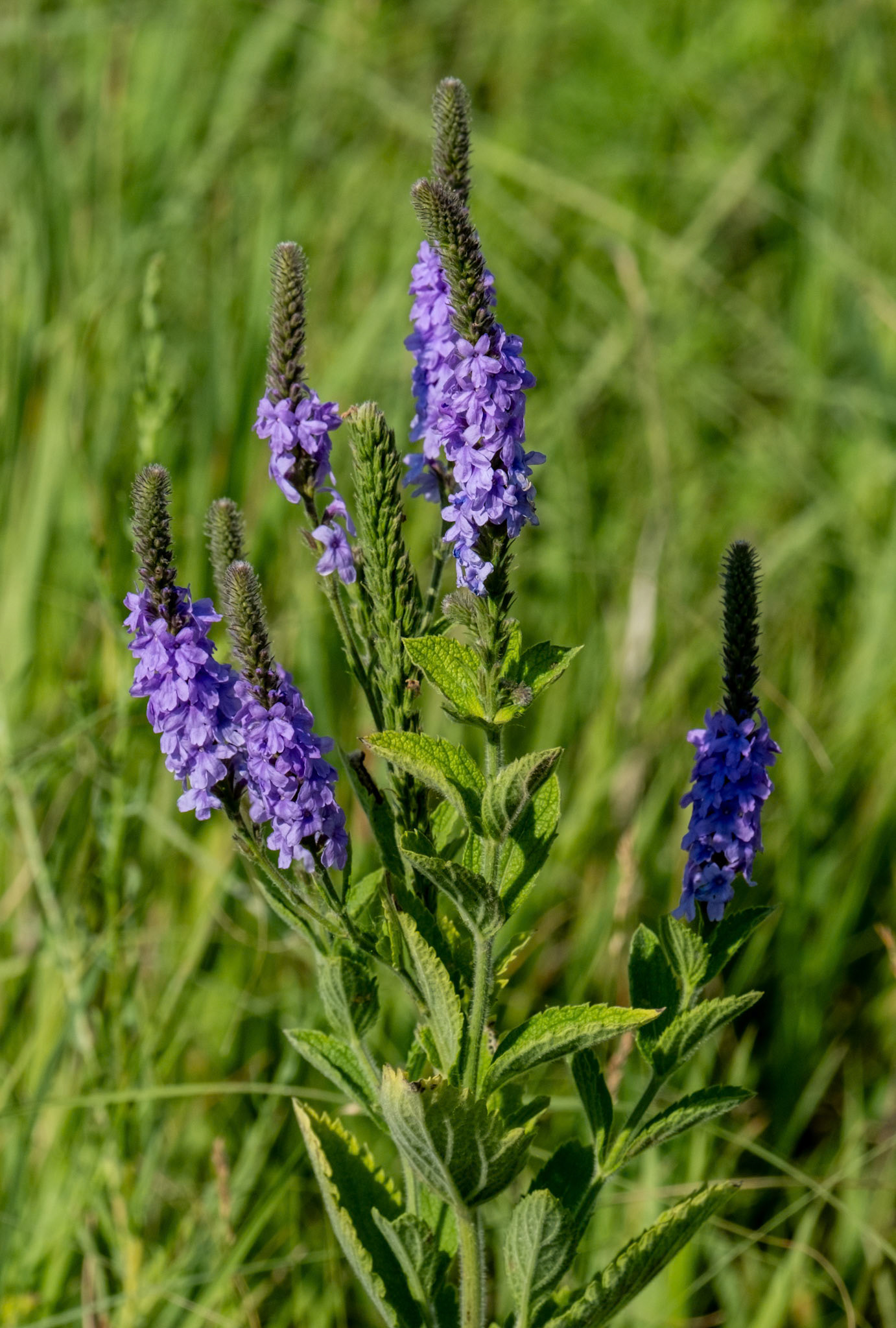 Badlands NP, Blue Vervain