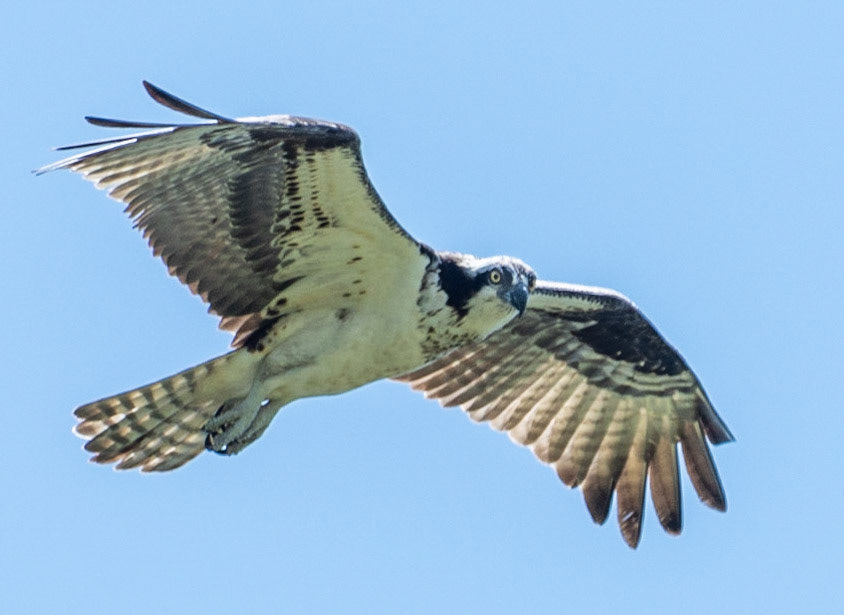 Osprey, Hales Ford Bridge