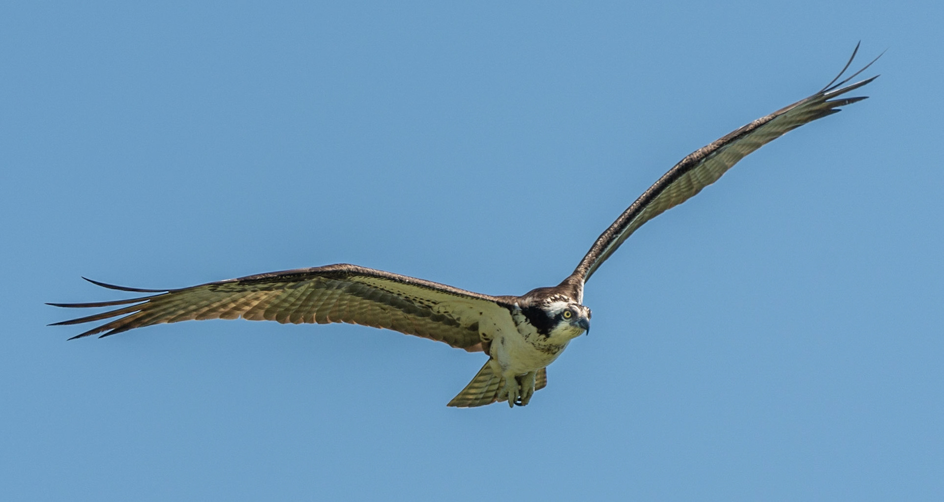 Osprey, Hales Ford Bridge