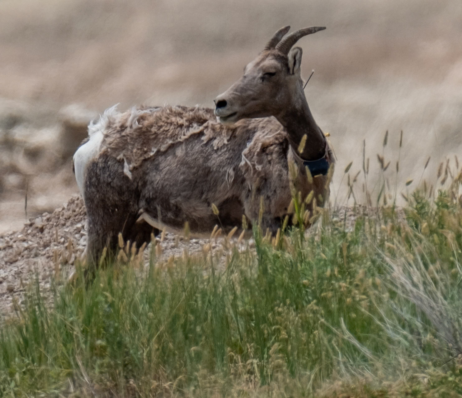 Bighorn Sheep, monitored