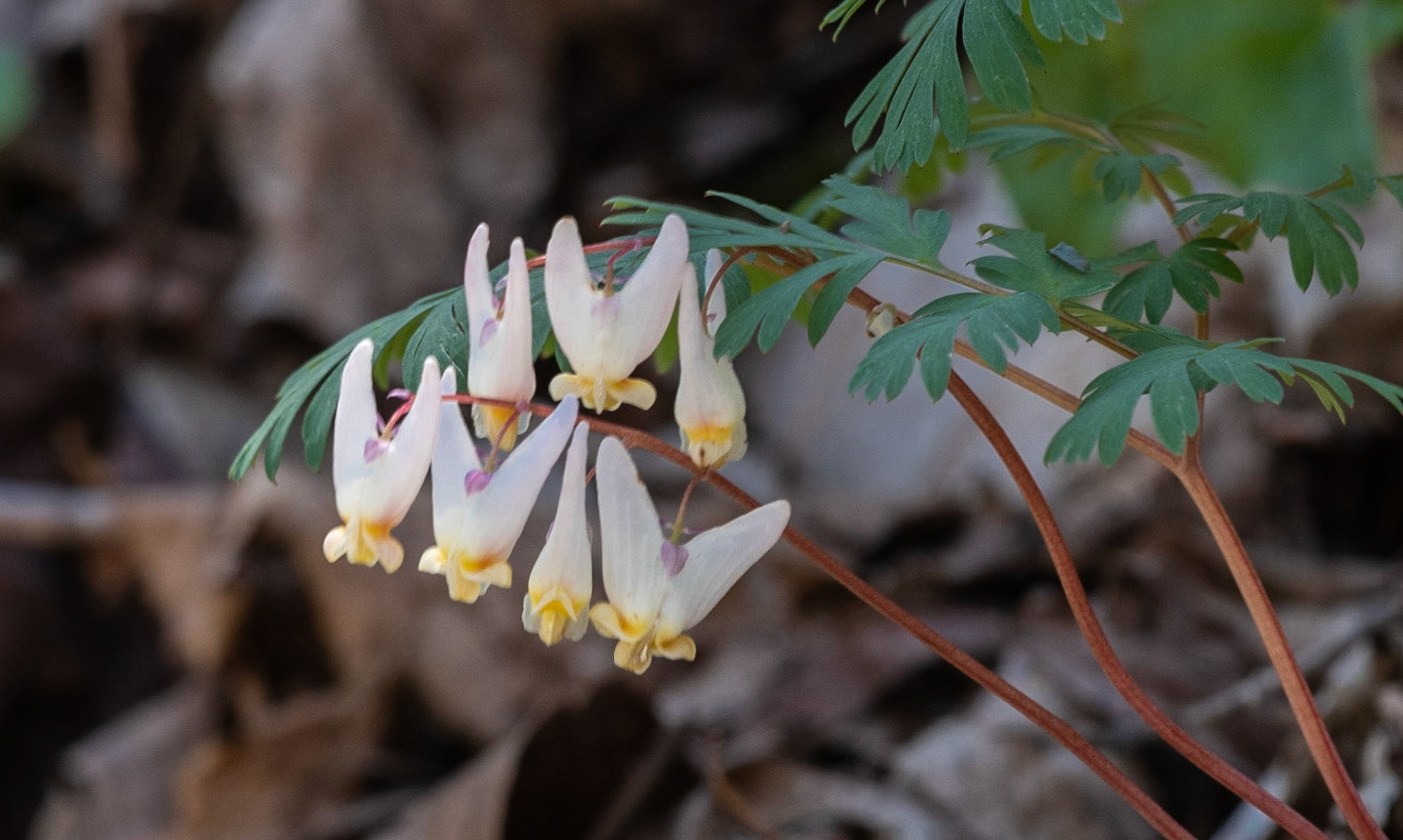 Dutchman's Breeches