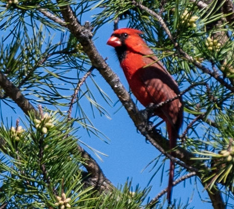 Northern Cardinal