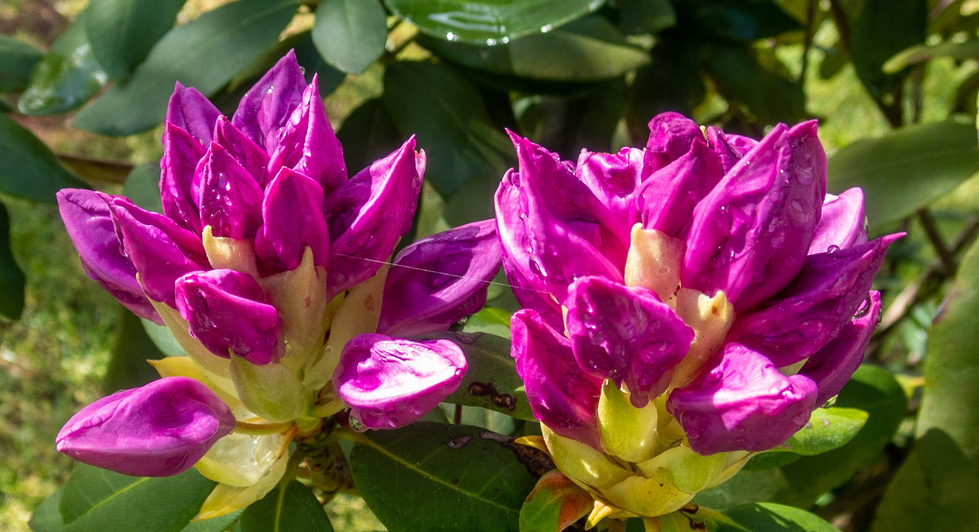 Rhodos, Smith Mountain Lake Community Park