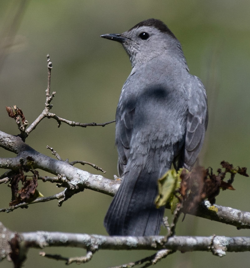 Gray Catbird