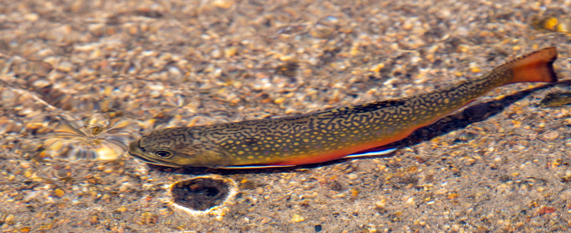 Cutthroat Trout at Sprague Lake