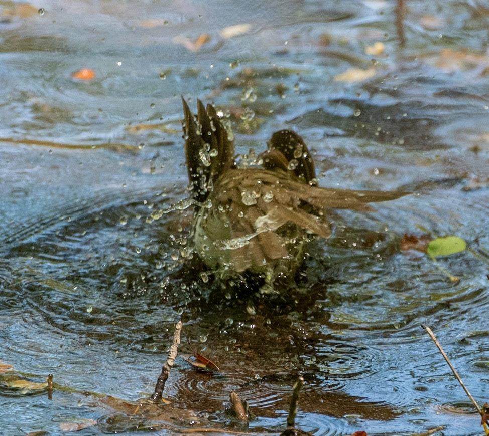 Bathing Wood Thrush