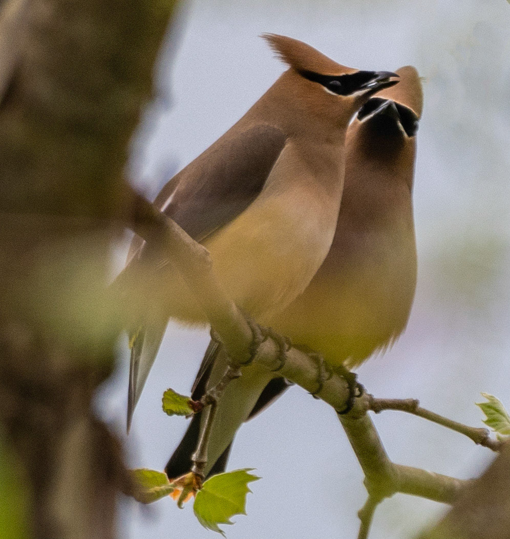 Cedar Waxwings