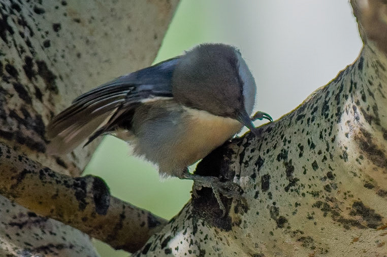 Pygmy Nuthatch
