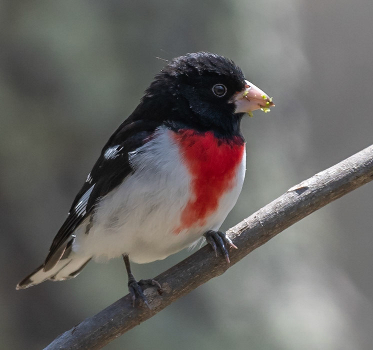 Rose-breasted Grosbeak (M)