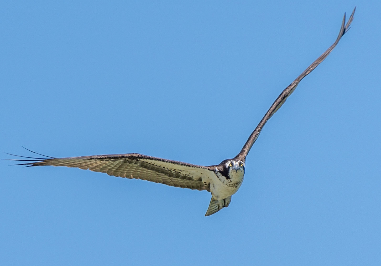 Osprey, Hales Ford Bridge