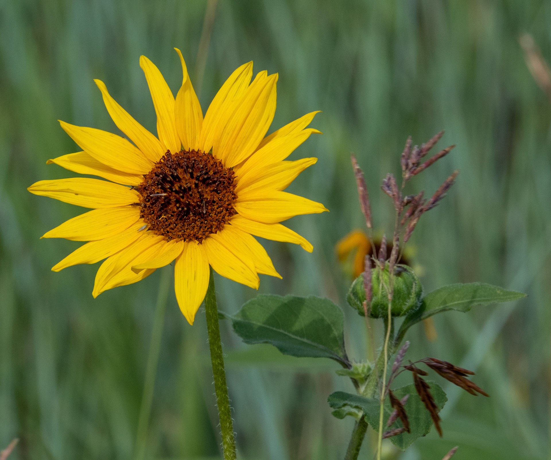Common Sunflower