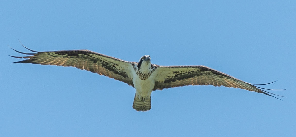 Osprey, Hales Ford Bridge