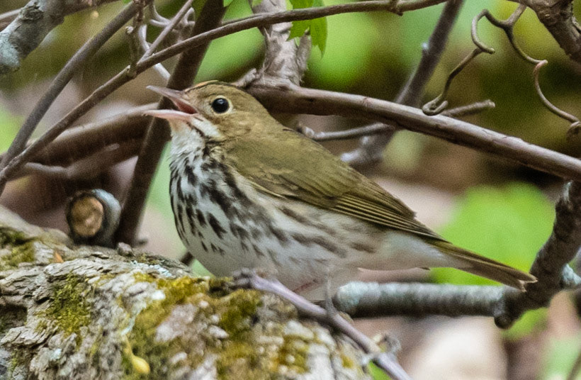 Ovenbird