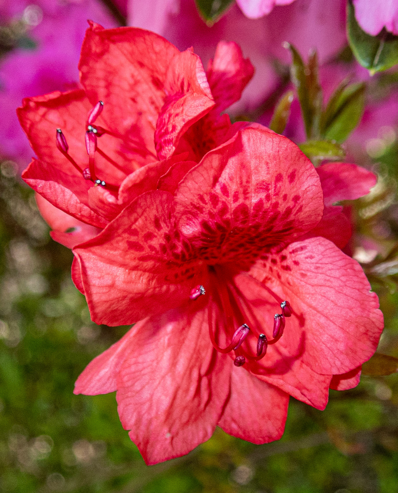 Azalea