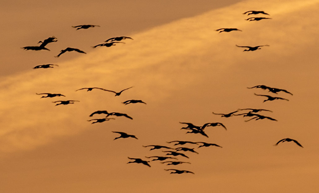 Sandhill Cranes
