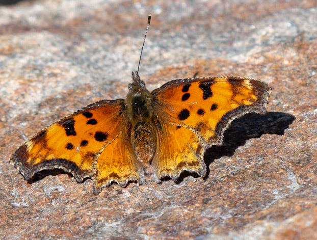 Satyr Comma