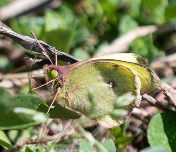 Clouded Sulphur