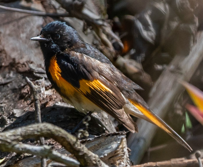 American Redstart (M)